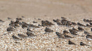 Common Ringed Plover