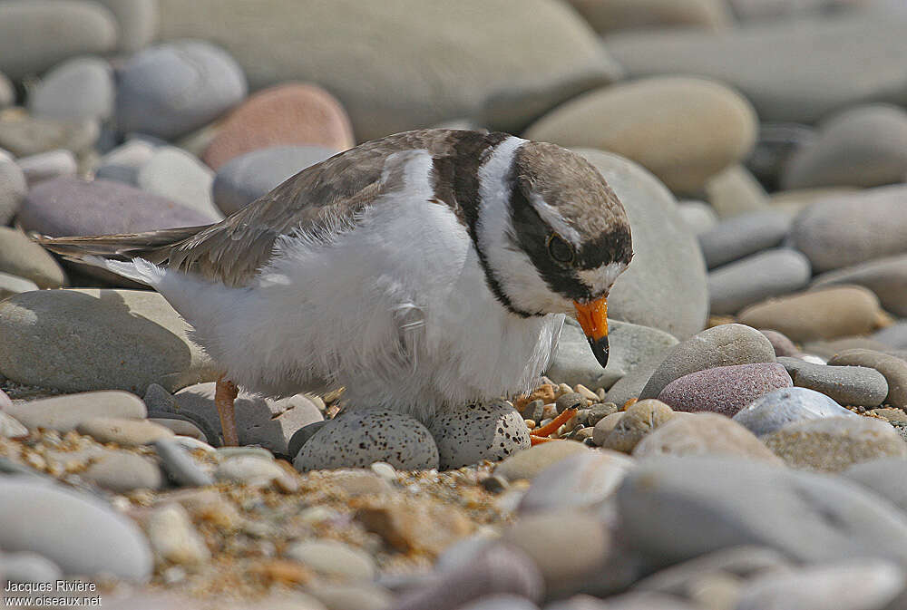 Common Ringed Plover female adult breeding, Reproduction-nesting