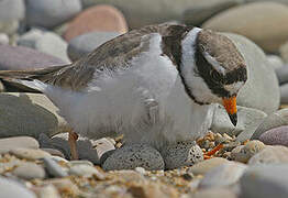 Common Ringed Plover