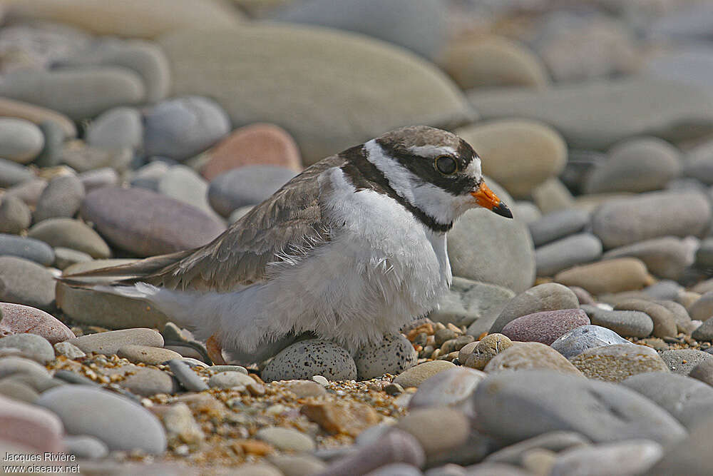 Common Ringed Plover female adult breeding, habitat, pigmentation, Reproduction-nesting