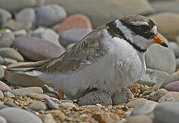 Common Ringed Plover