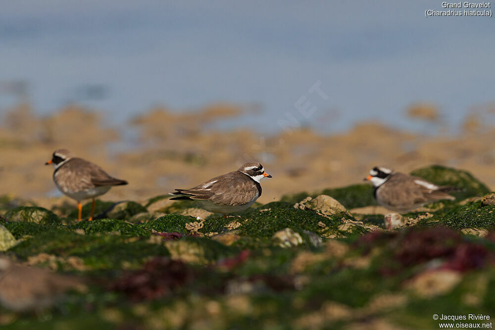 Common Ringed Ploveradult breeding