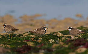 Common Ringed Plover