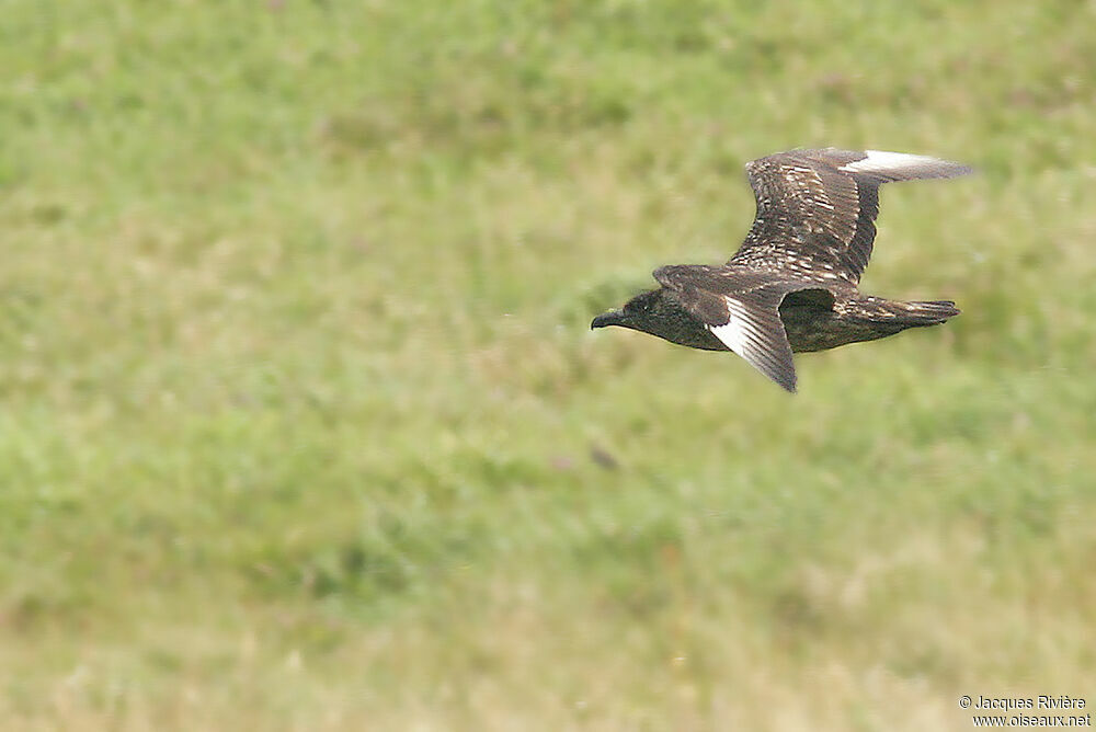 Great Skuaadult breeding, Flight