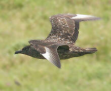 Great Skua