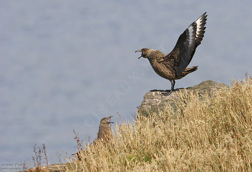 Great Skuaadult breeding, song, Behaviour