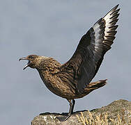 Great Skua