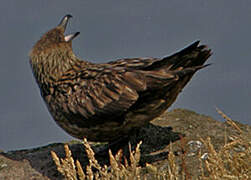 Great Skua