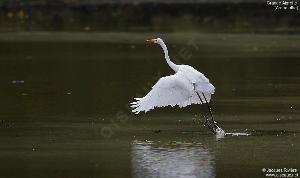 Great Egretadult breeding, Flight