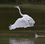 Grande Aigrette