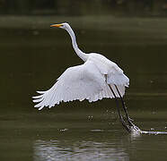 Great Egret