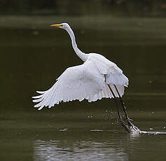 Grande Aigrette