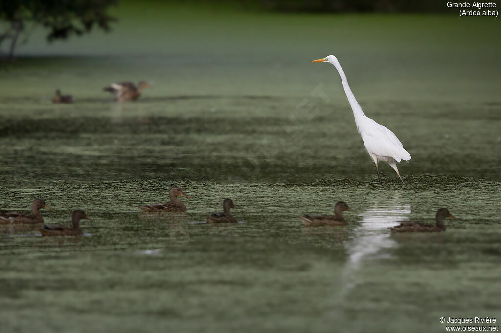 Great Egretadult post breeding, identification