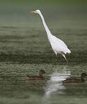 Grande Aigrette