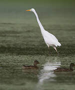 Great Egret