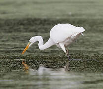 Grande Aigrette