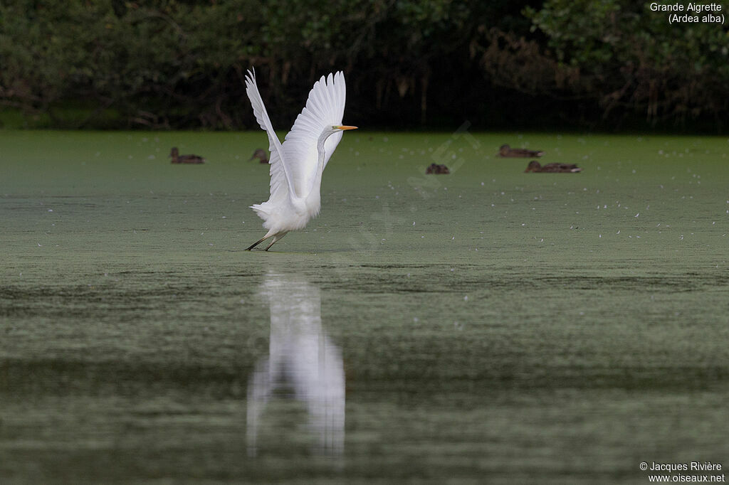 Great Egretadult, Flight