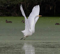 Great Egret