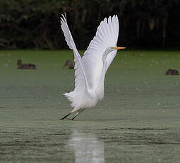 Grande Aigrette