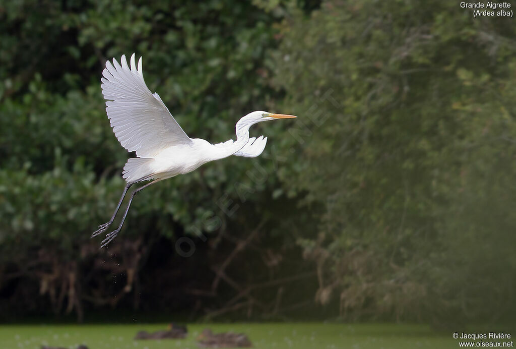 Great Egretadult, Flight