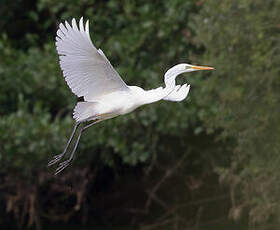 Grande Aigrette