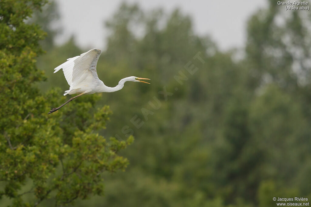 Great Egretadult breeding, Flight