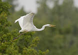 Grande Aigrette