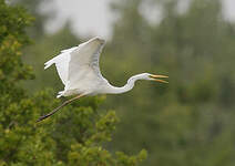 Grande Aigrette