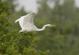 Great Egret