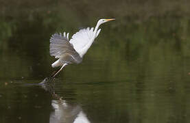 Grande Aigrette