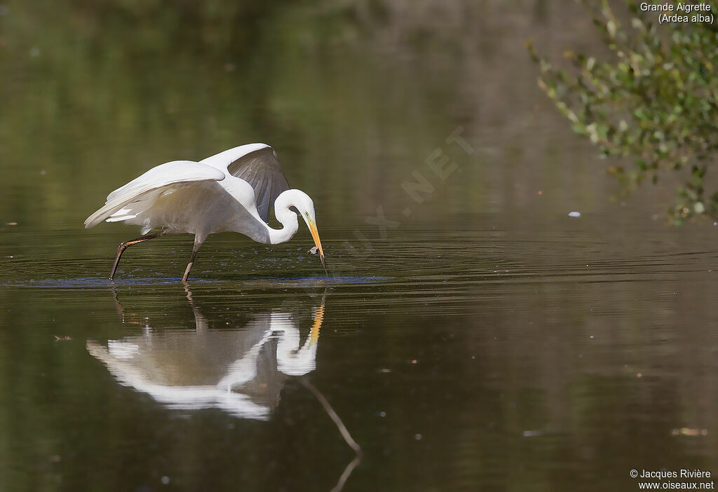 Grande Aigretteadulte nuptial, identification, pêche/chasse