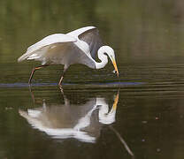 Great Egret