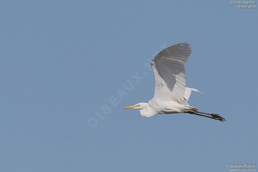 Great Egretadult breeding, Flight