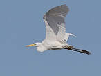 Grande Aigrette