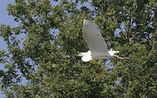 Grande Aigrette