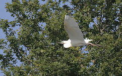Grande Aigrette