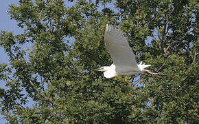 Grande Aigrette