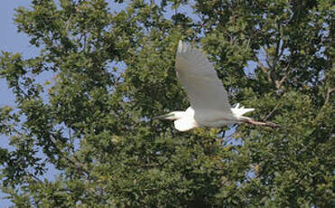Grande Aigrette