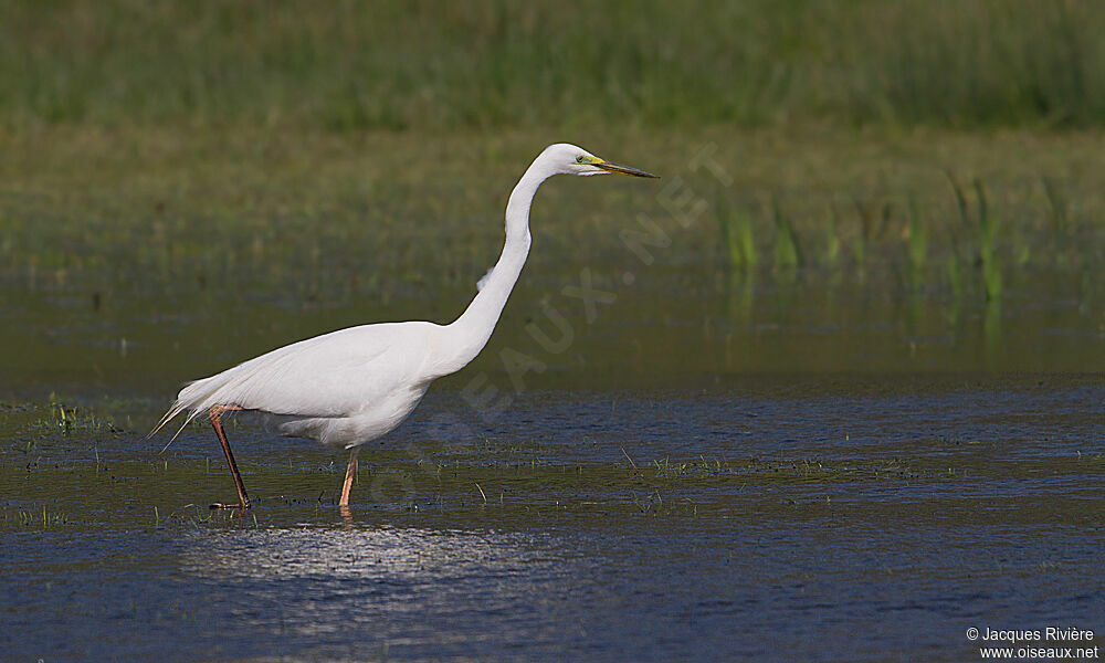 Great Egretadult post breeding