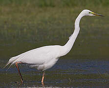 Great Egret