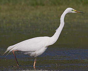 Grande Aigrette