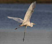Grande Aigrette