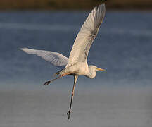 Grande Aigrette