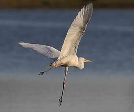 Grande Aigrette