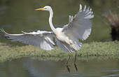 Grande Aigrette