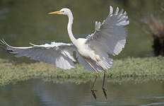 Grande Aigrette