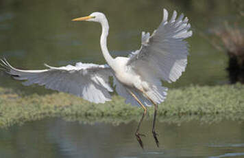 Grande Aigrette
