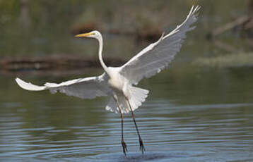 Grande Aigrette