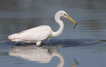 Grande Aigrette