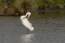 Grande Aigrette